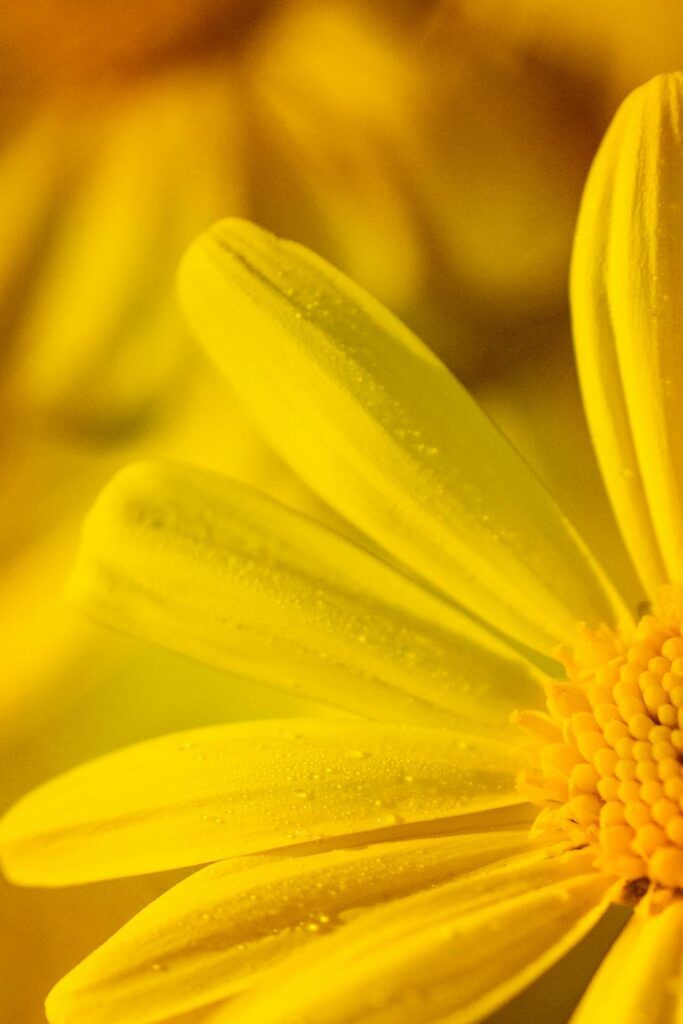 gelbe Blume Makro