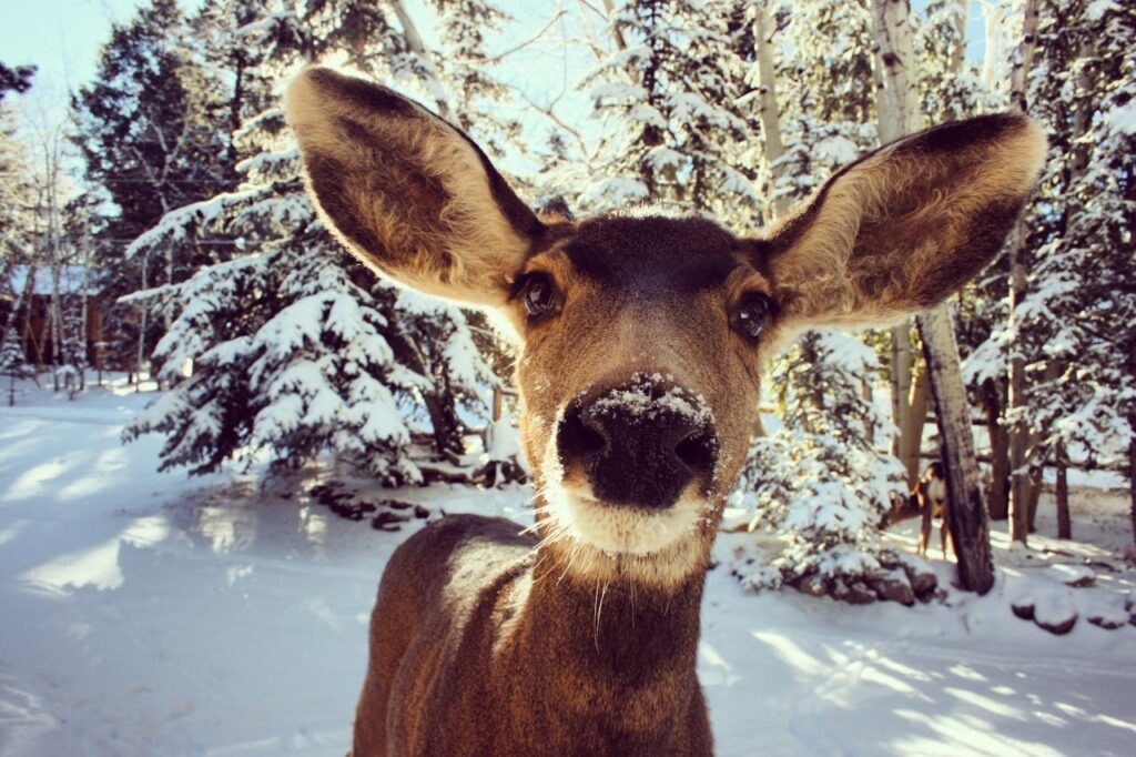 travel photo from deer in snow