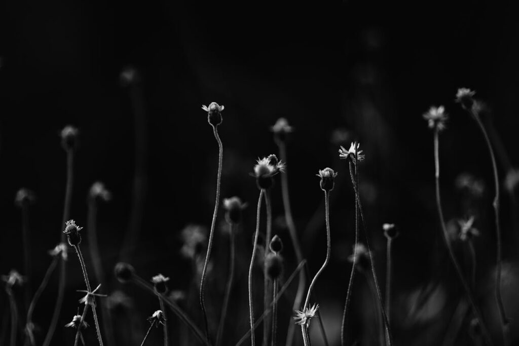 zwart-witte bloemen
