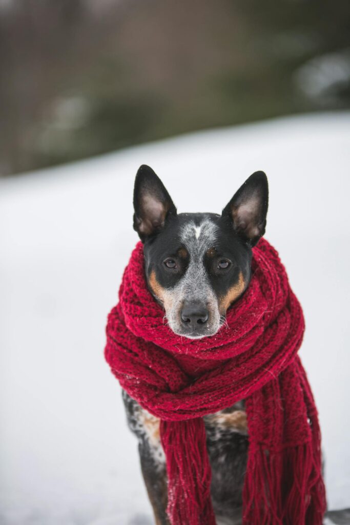 Hund im Schnee, starker Farbakzent durch das rote Halstuch.