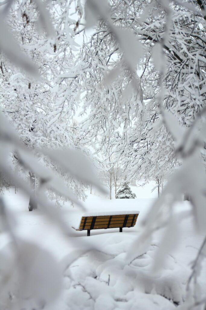bench in snowy landscape