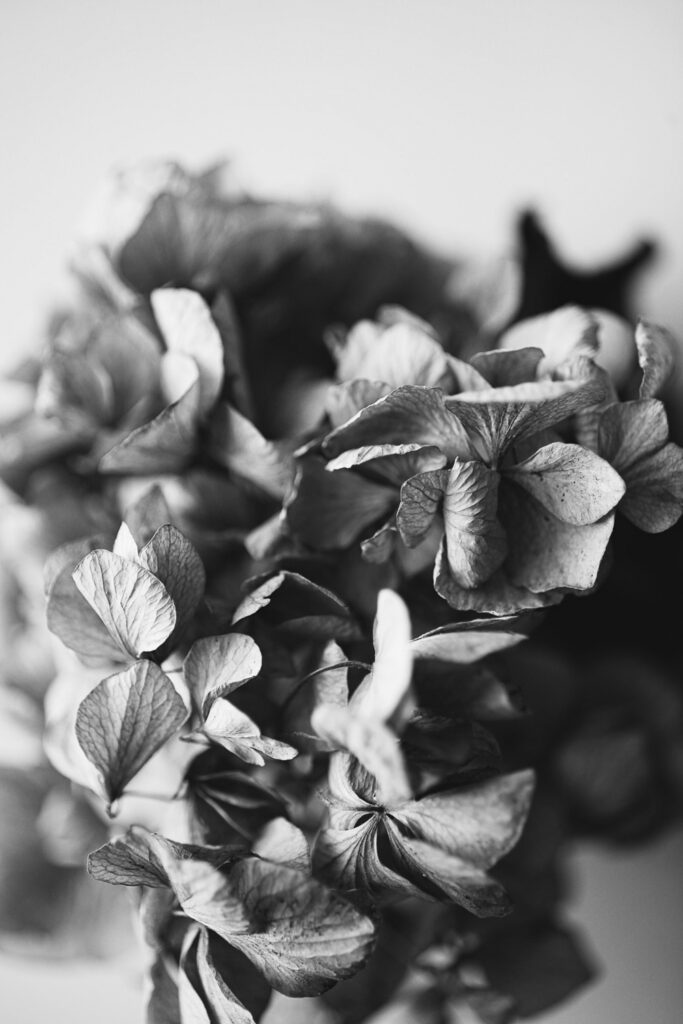 schwarze und weiße Blumen