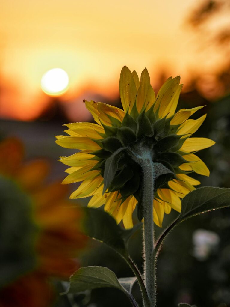 backside of a sunflower