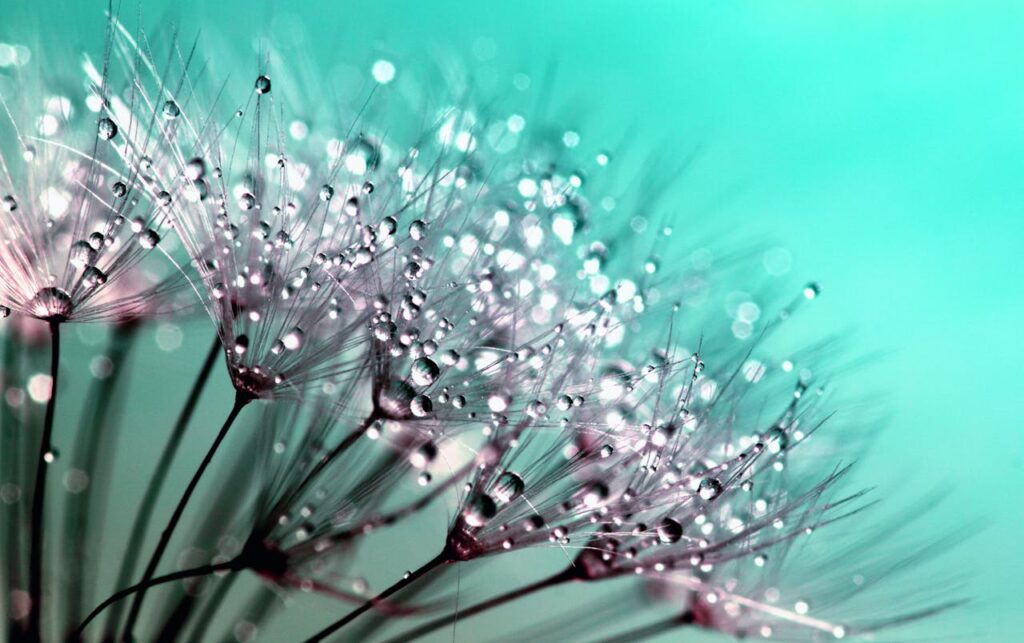 wet dandelion macro photo