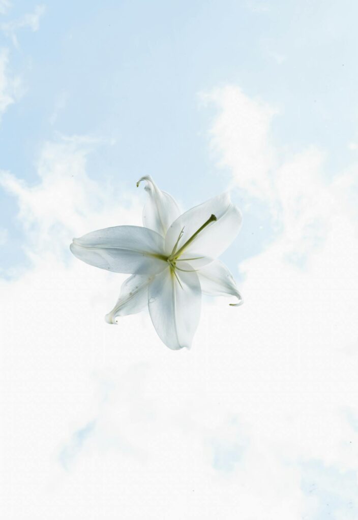 a white flower with a sky background