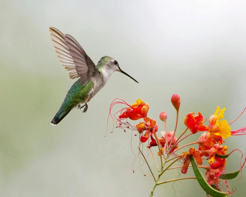 kolibrie en bloem