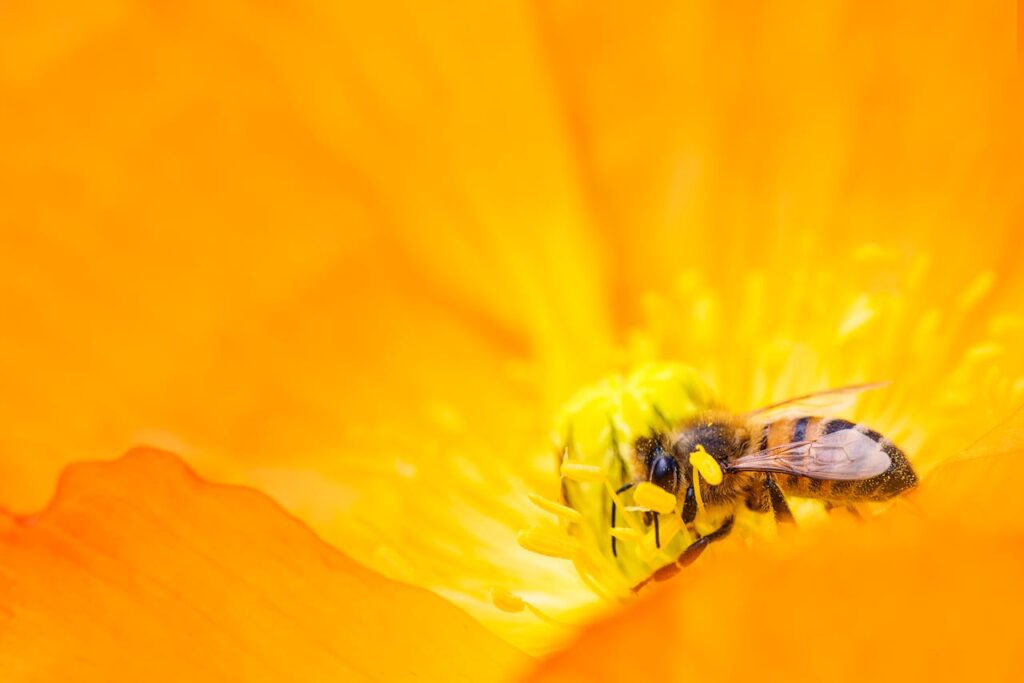 yellow flower with bee