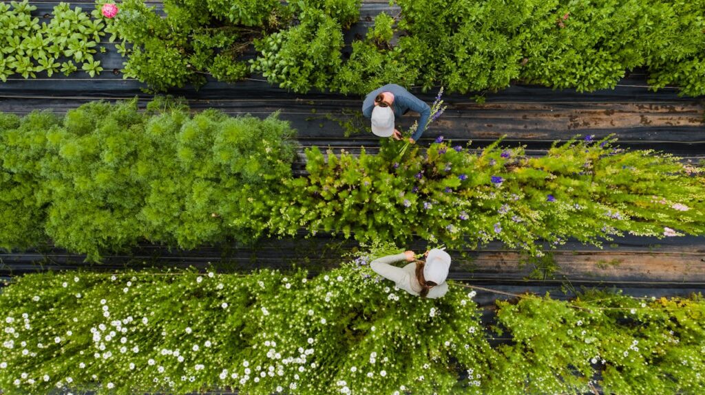 two people picking flowers, bird's eye view