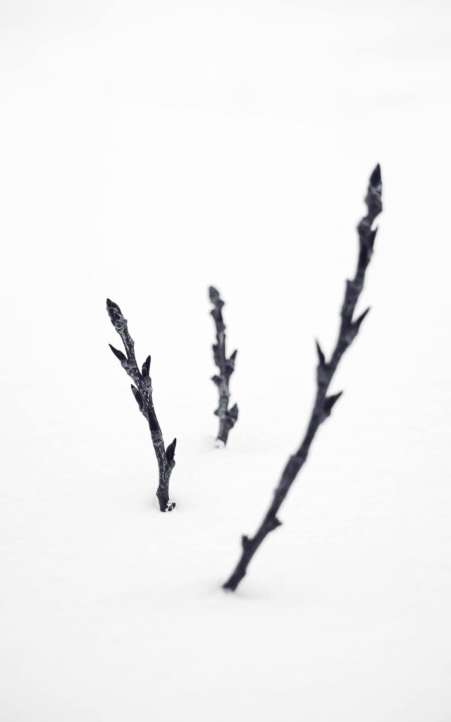black and white flower buds