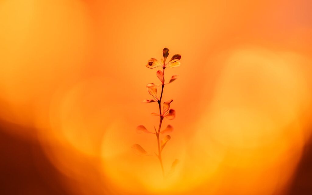 close-up van de steel van een oranje bloem