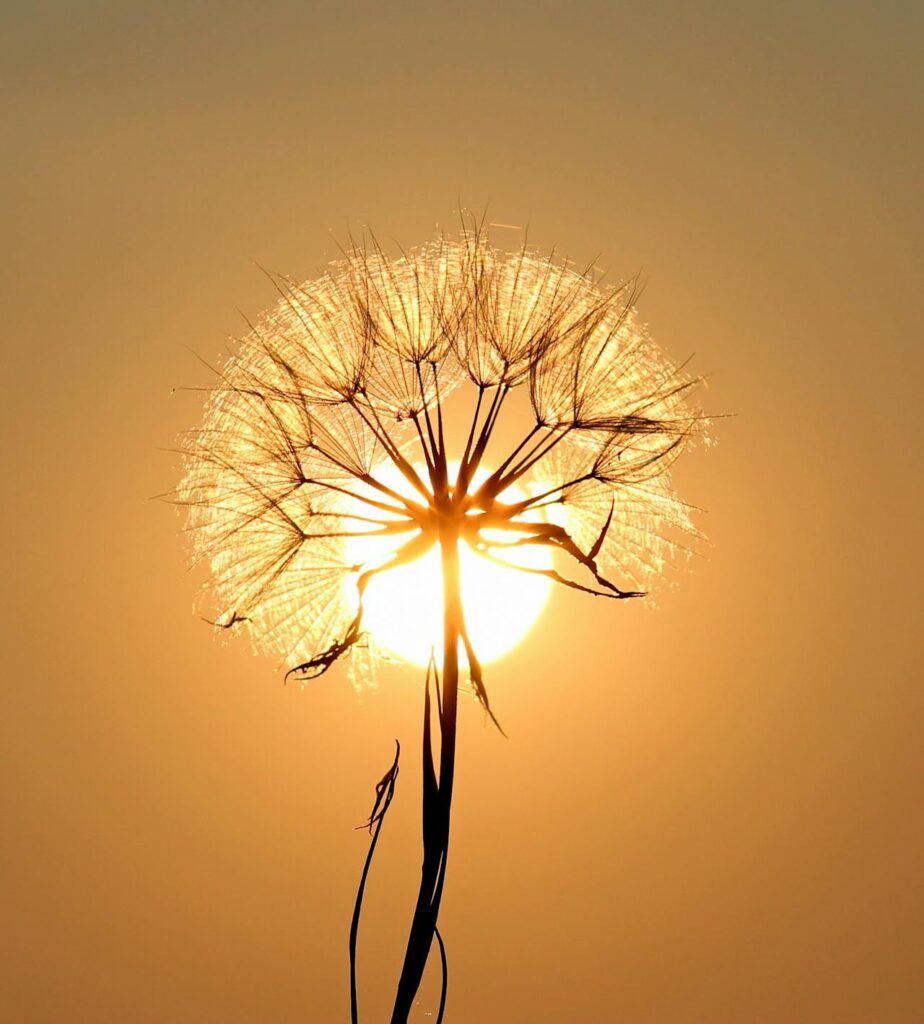dandelion in front of the sun