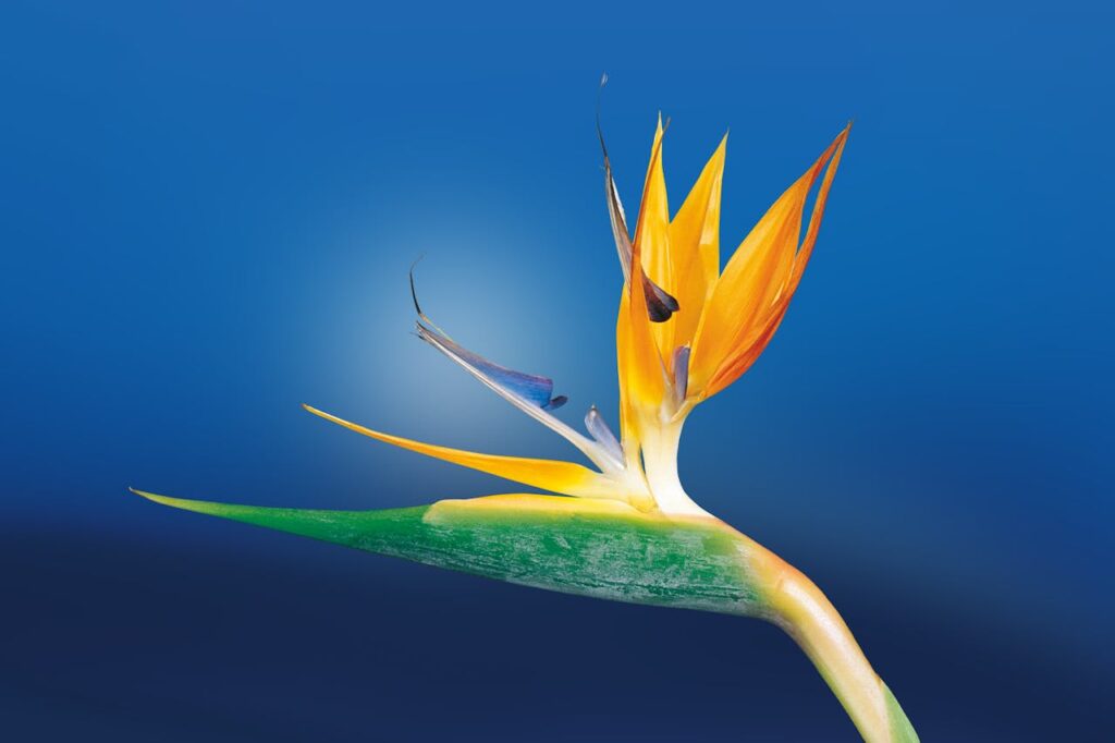 orangefarbene Blume auf blauem Hintergrund