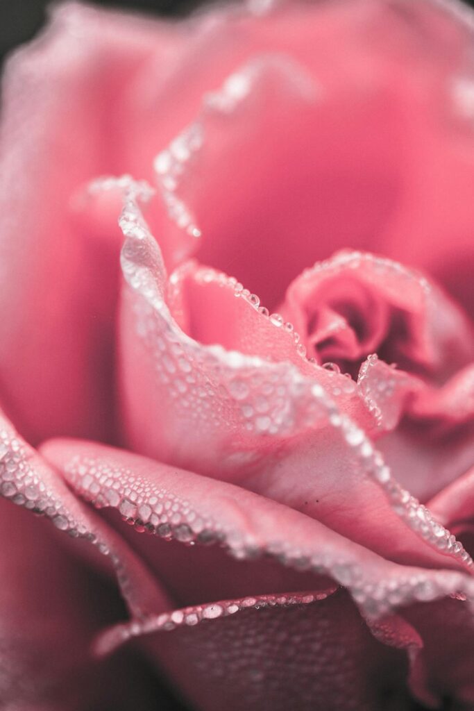 rose filled with water drops